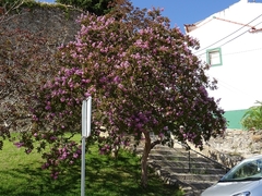 Lagerstroemia indica