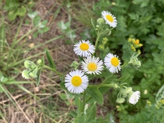 Erigeron annuus