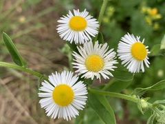 Erigeron annuus