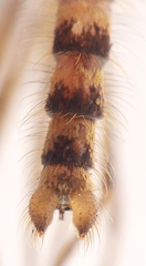 Culex quinquefasciatus