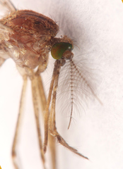 Culex quinquefasciatus