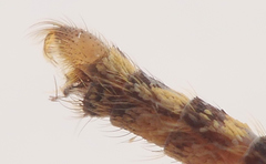 Culex quinquefasciatus