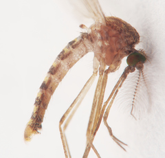 Culex quinquefasciatus