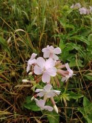 Saponaria officinalis