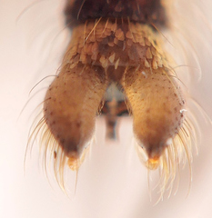 Culex quinquefasciatus