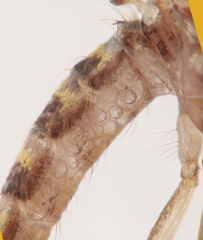 Culex quinquefasciatus