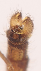 Culex quinquefasciatus