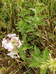 Saponaria officinalis