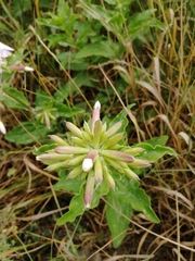 Saponaria officinalis
