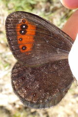 Erebia triarius