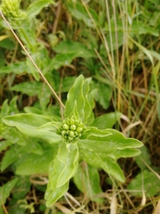 Saponaria officinalis