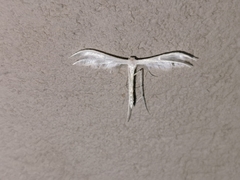Pterophorus pentadactyla