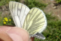 Pieris bryoniae