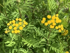 Tanacetum vulgare