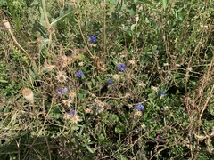 Centaurea cyanus