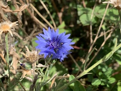 Centaurea cyanus