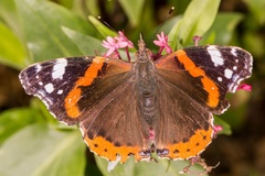 Vanessa atalanta
