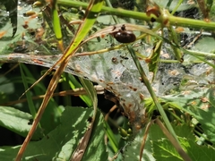 Agelena labyrinthica
