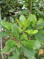 Anacardium
