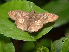 Caprona ransonnettii