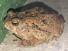 Sclerophrys regularis