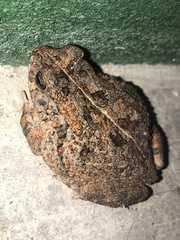Sclerophrys regularis