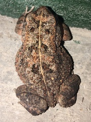 Sclerophrys regularis