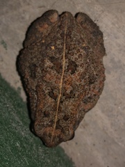 Sclerophrys regularis