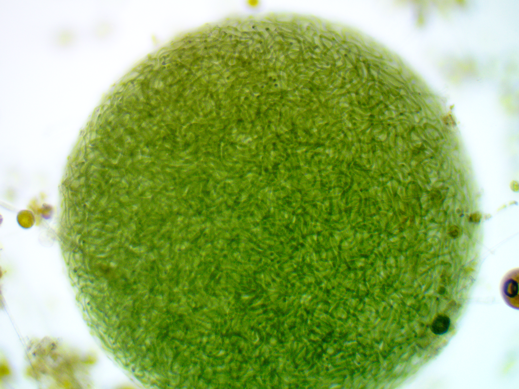 Nostocaceae