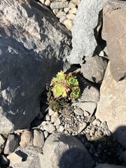 Saxifraga cespitosa