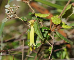 Correa reflexa lobata
