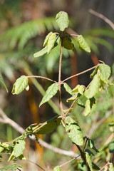 Correa reflexa lobata