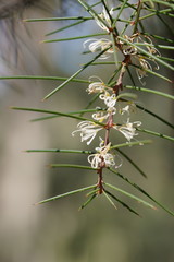 Hakea decurrens physocarpa