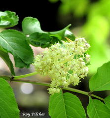 Sambucus racemosa racemosa
