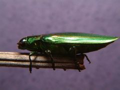 Chrysochroa rajah