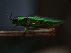 Chrysochroa rajah