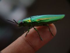 Chrysochroa rajah