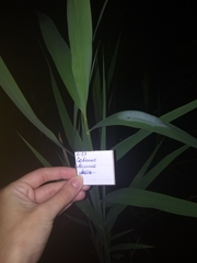 Phragmites australis