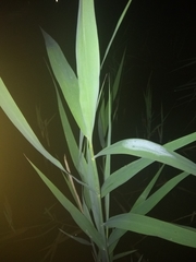 Phragmites australis