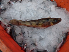 Glossogobius