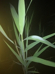 Phragmites australis