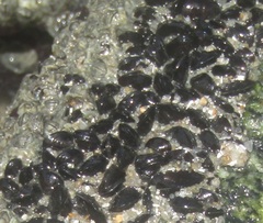 Xenostrobus neozelanicus
