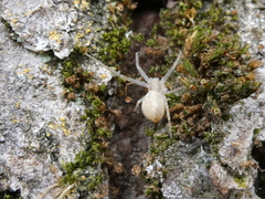 Philodromus albidus