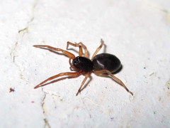 Paratrachelas maculatus