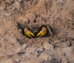Neosarmatium australiense