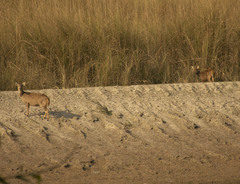 Axis porcinus
