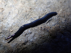 Microplana terrestris