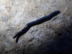 Microplana terrestris