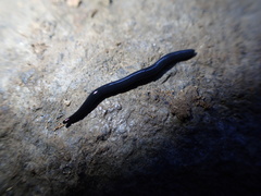 Microplana terrestris