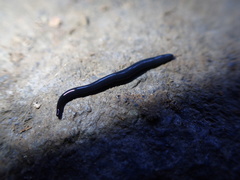 Microplana terrestris